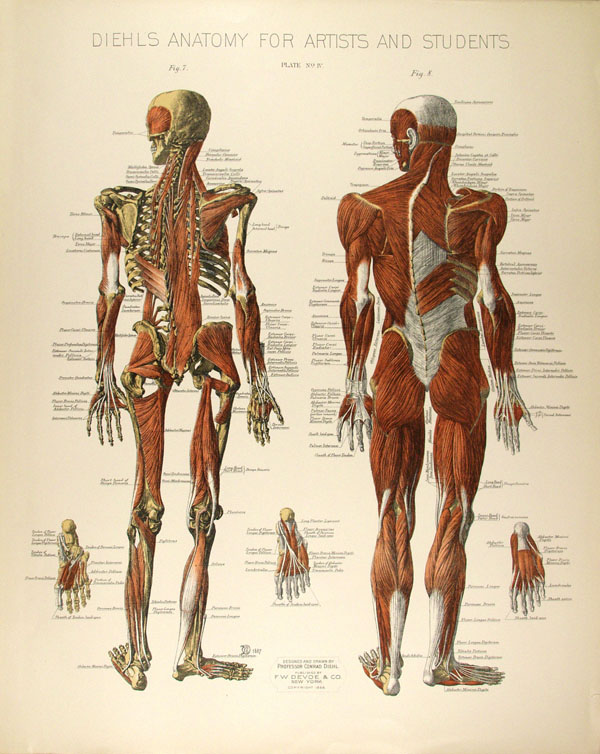 Lot #1660: CONRAD DIEHL - Diehl's Anatomy for Artists and Students - Plate 4 - Original vintage chromolithograph