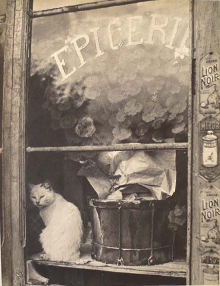 Lot #94: BRASSAI [gyula halasz] - Chat blanc de l'epicerie - Original vintage photogravure