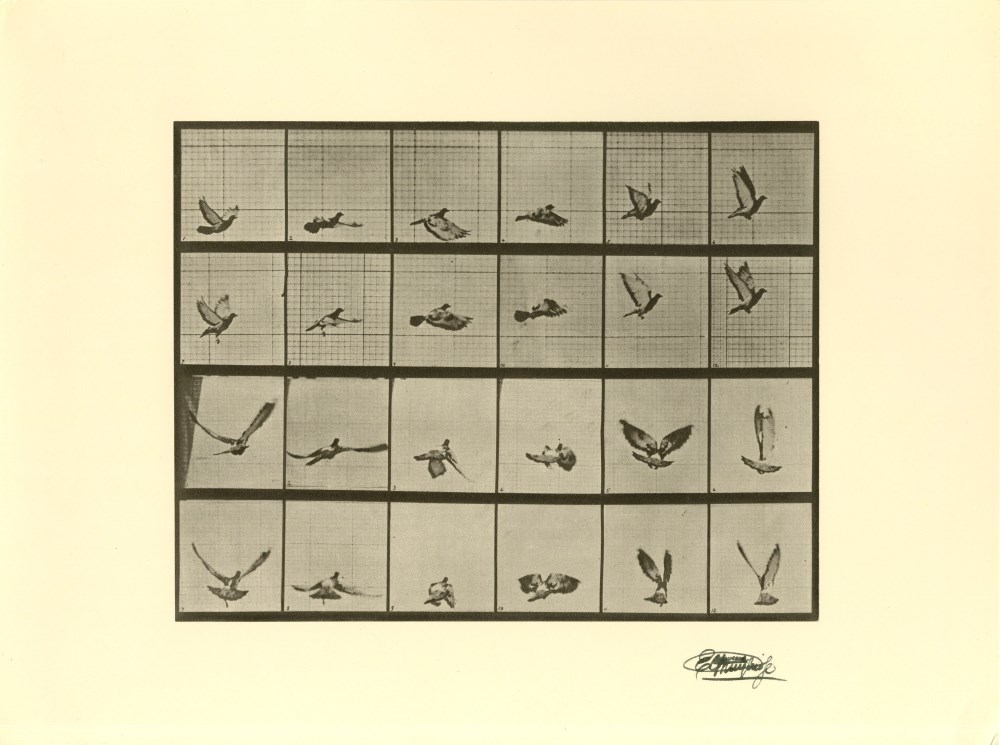 Lot #1568: EADWEARD MUYBRIDGE [d'après] - Bird in Flight - Original photogravure