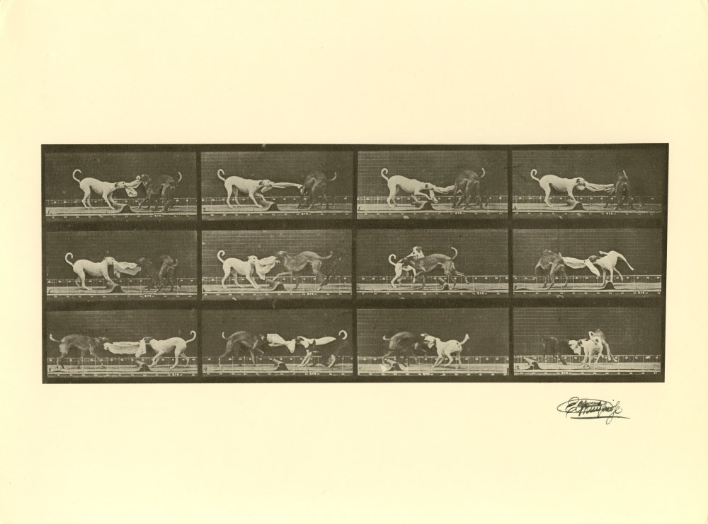 Lot #1665: EADWEARD MUYBRIDGE [d'après] - Dogs Fighting - Original photogravure