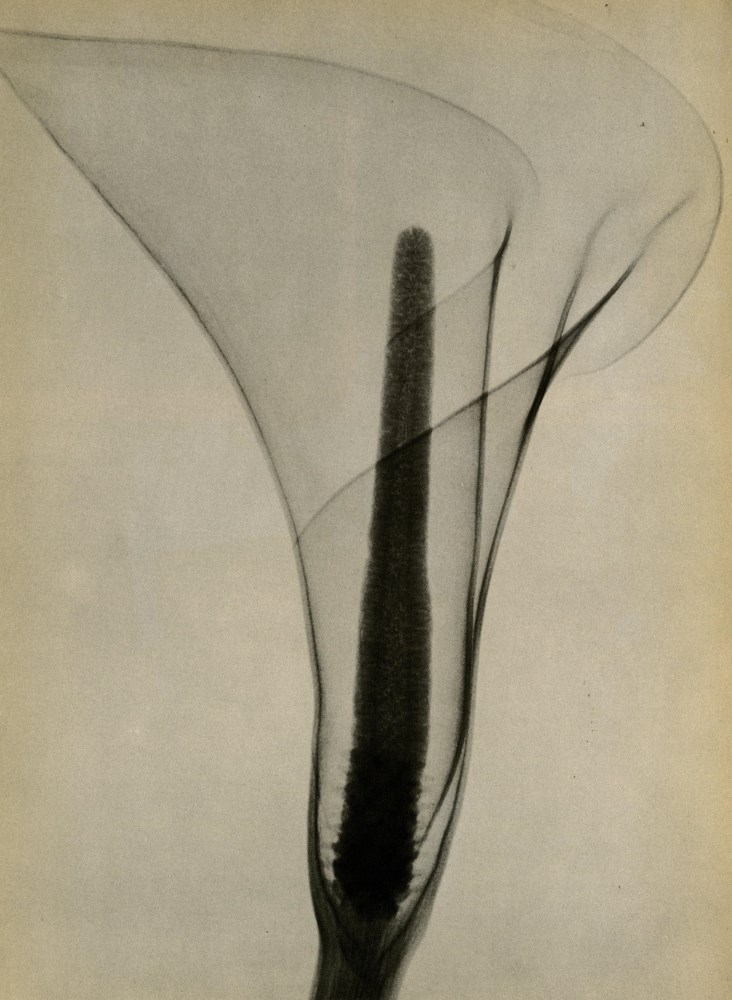 Lot #1095: DAIN L. TASKER - Lily, an X-Ray - Original vintage photoengraving