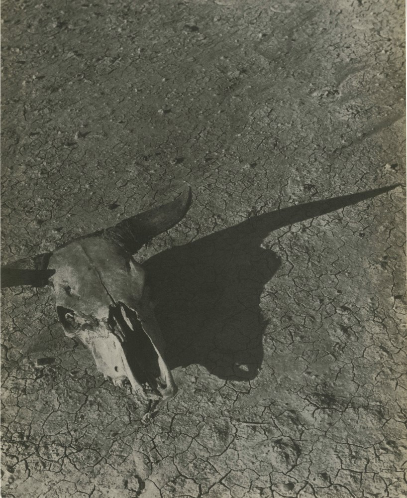 Lot #2096: ARTHUR ROTHSTEIN - Skull of Steer, Badlands, South Dakota - Original vintage photoengraving