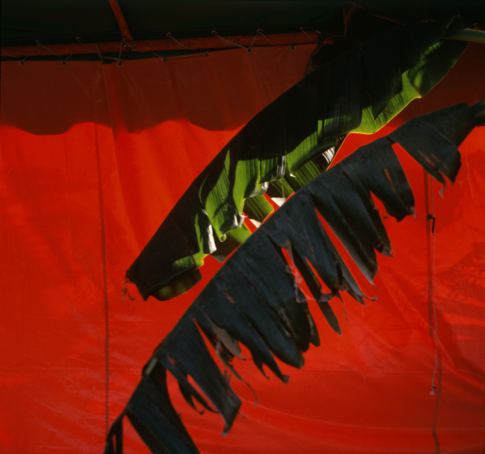 Lot #2438: PABLO AGUINACO LLANO - Palma Roja - Color analogue photograph