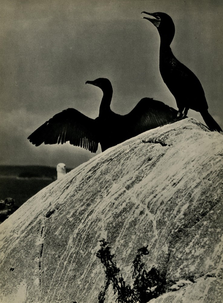 Lot #168: ELIOT PORTER - Double Crested Cormorants, Colt's Head Island, Maine - Original vintage photogravure
