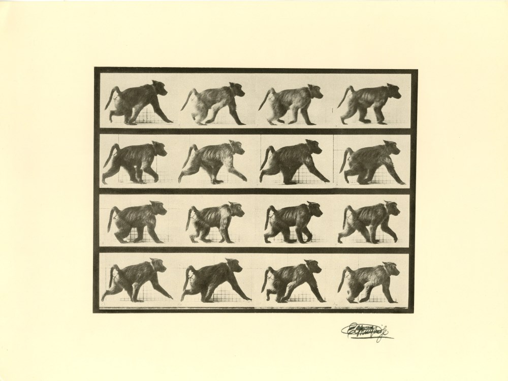 Lot #1553: EADWEARD MUYBRIDGE [d'après] - Baboon Walking - Original photogravure