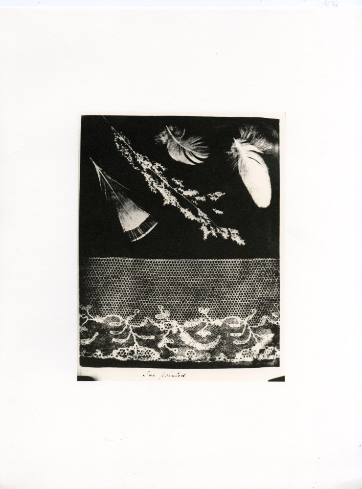 Lot #2093: WILLIAM HENRY FOX TALBOT - Feathers - Original photogravure