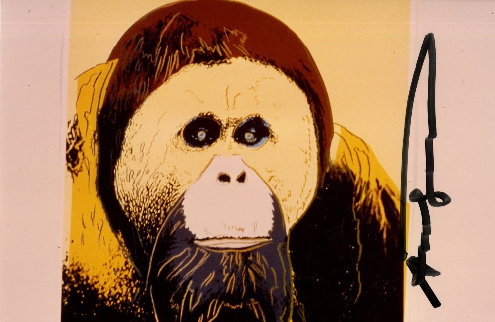 Lot #484: ANDY WARHOL - Orangutan - Original color analogue photograph