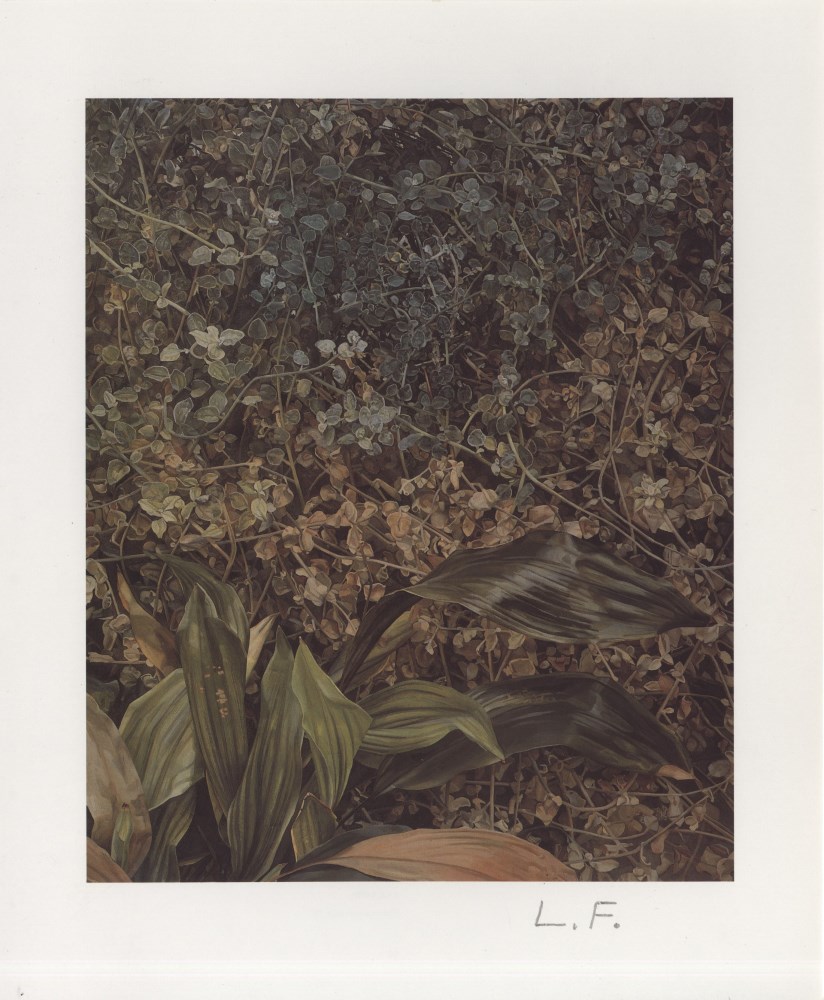 Lot #685: LUCIAN FREUD - Two Plants - Color offset lithograph