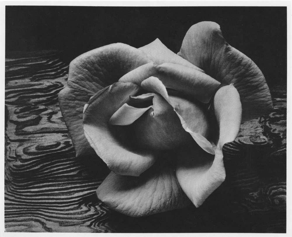 Lot #565: ANSEL ADAMS - Rose and Driftwood, San Francisco, California - Original photogravure