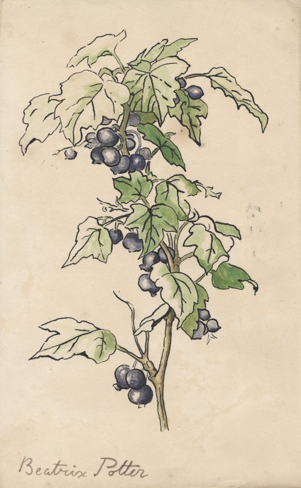 Lot #2657: BEATRIX POTTER - Study of a Berry Stem - Original watercolor with pen and ink